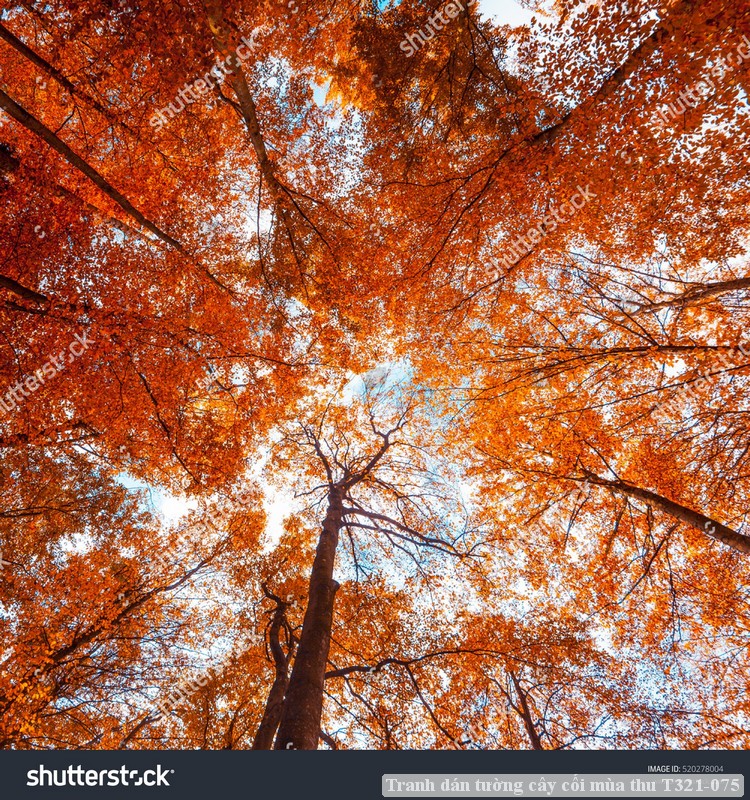 Tranh dán tường cây cối mùa thu T321-075